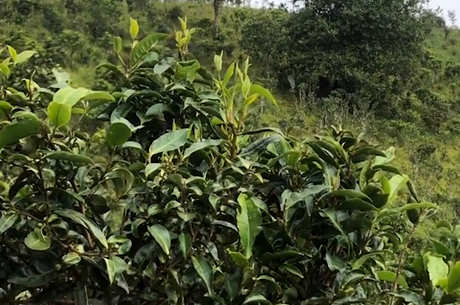 茶叶的产地