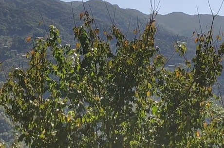 茶叶的产地