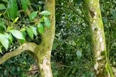 茶叶的产地