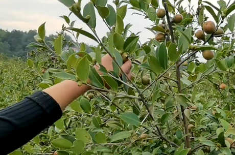 油茶树最怕什么肥料？
