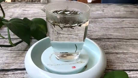 雀舌茶的产地在哪里？