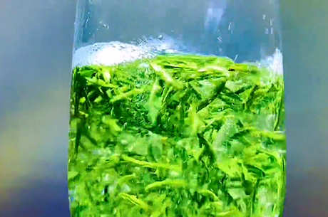 雀舌茶的产地在哪里？