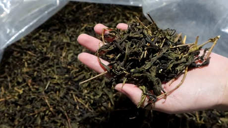 什么是绿茶？