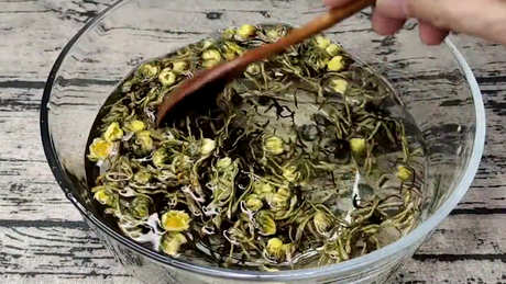 蒲公英泡茶要洗吗？