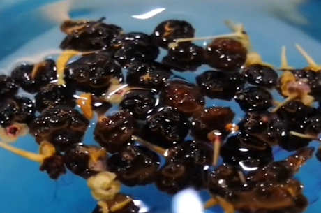 黑枸杞适合女性饮用吗？