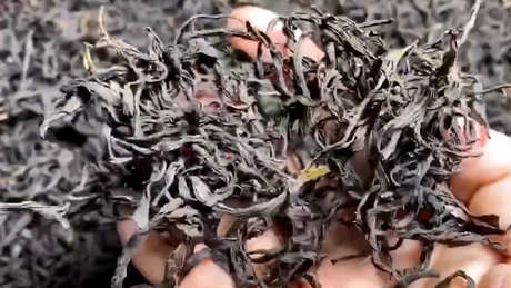 单丛茶的产地在哪里？