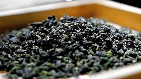 铁观音茶是红茶还是绿茶