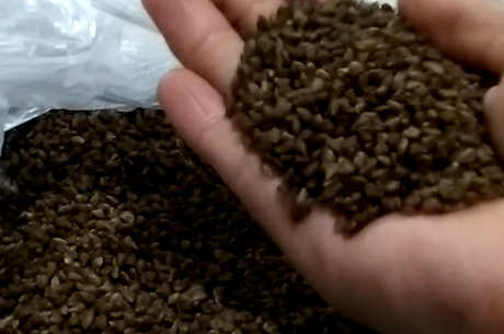 苦荞茶怎么做？