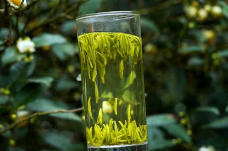 绿茶有哪些品种？