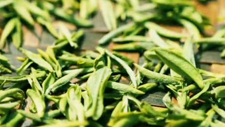 红茶树和绿茶树有区别吗？
