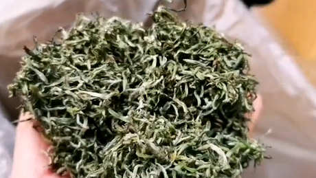 蒙顶茶属于什么茶？
