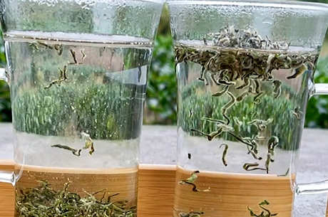 蒙顶茶属于什么茶？