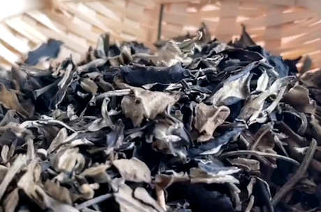 白茶是发酵茶吗？