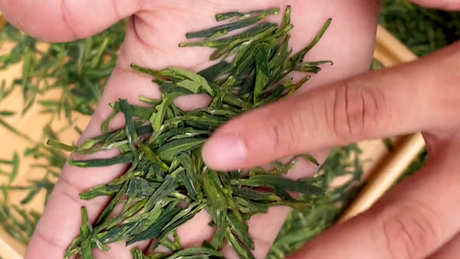 十大绿茶品种