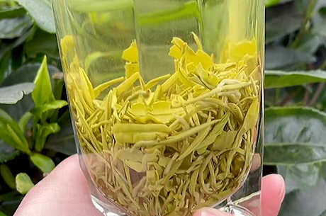 十大绿茶品种