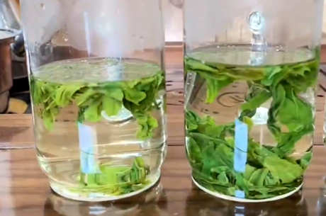 十大绿茶品种