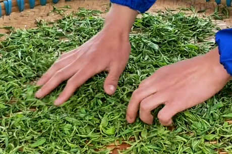 红茶和绿茶有什么区别？