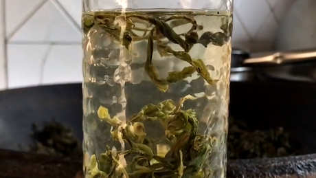 绿茶和红茶的本质区别