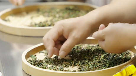 哪种茶是半发酵茶