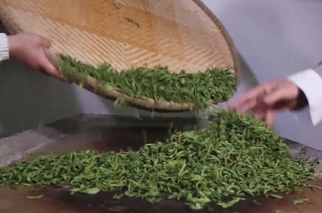 杀青茶是什么意思？