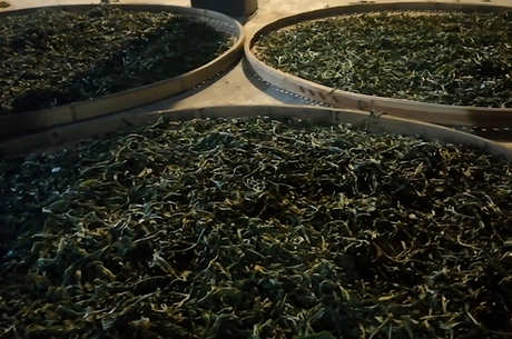 如何杀青普洱茶？