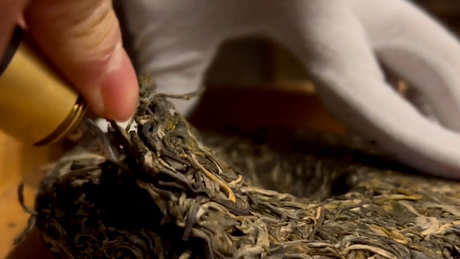 大叶茶有哪些品种？