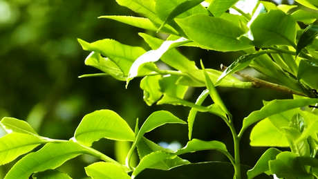 乔木茶是什么意思？
