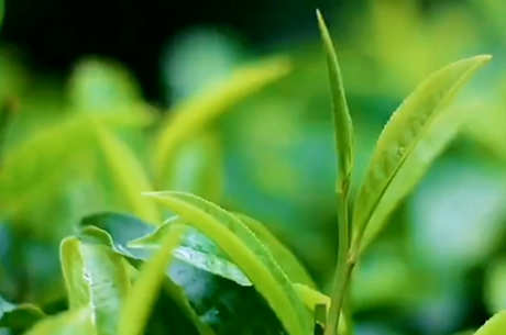 乔木茶是什么意思？