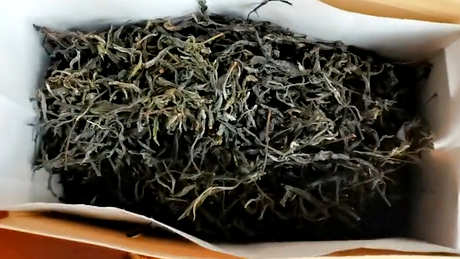古树普洱茶生茶和熟茶的区别