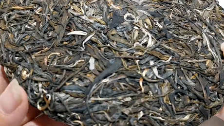 什么叫大树茶？