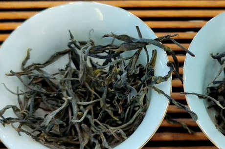 什么叫大树茶？