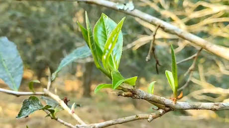 什么是大树茶？什么是古树茶？