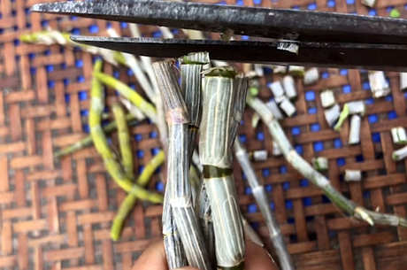 像树枝一样，金梗是什么茶？