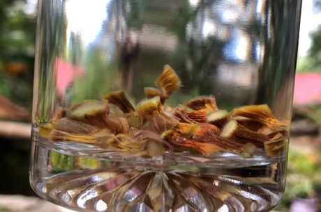 像树枝一样，金梗是什么茶？