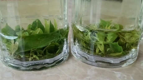 苦丁茶属于什么茶类？