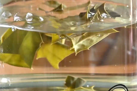 苦丁茶属于什么茶类？