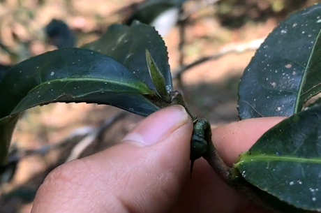 什么茶属于大树茶？
