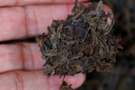 碎银是什么茶？