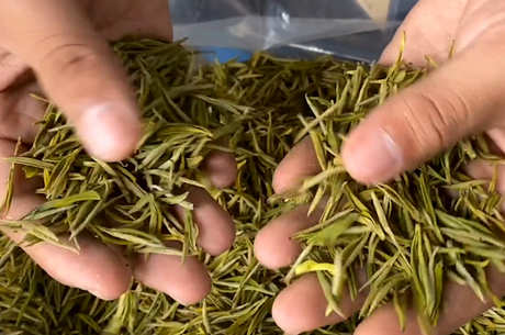 什么是绿茶？