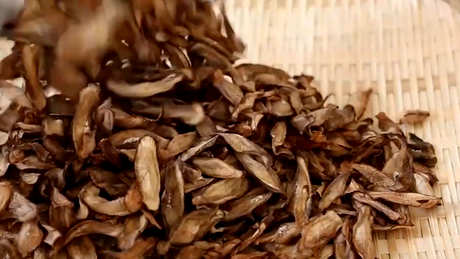 牛蒡茶是什么茶？
