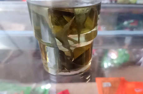 什么是苦丁茶？