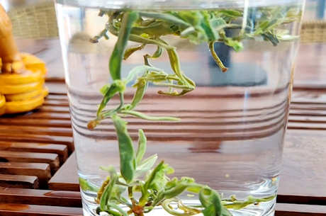 什么季节最适合喝绿茶？
