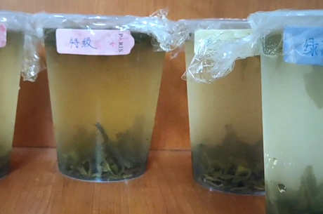 什么季节最适合喝绿茶？