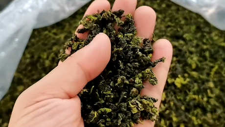 铁观音属于什么绿茶或红茶