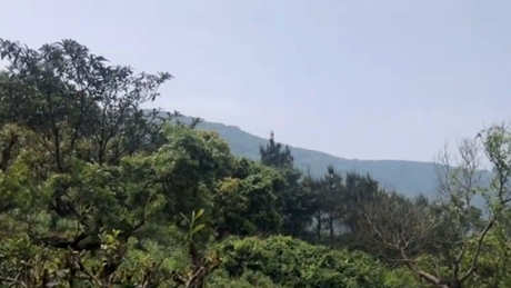 碧螺春茶的产地