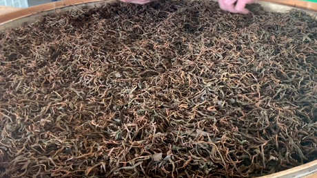红茶是熟茶还是生茶