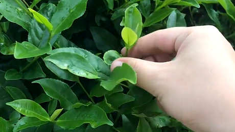 如何摘茶？