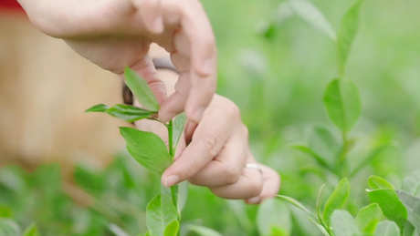 安溪铁观音春茶还是秋茶好