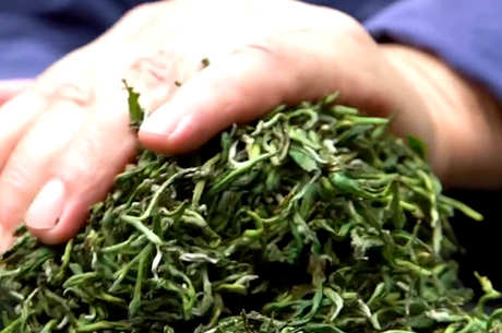 毛尖的种类有哪些？