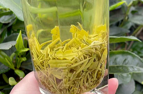 八大名茶是哪种茶？